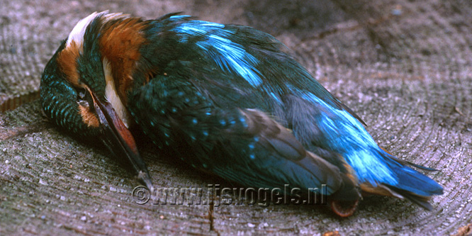 Gevonden overleden ijsvogel