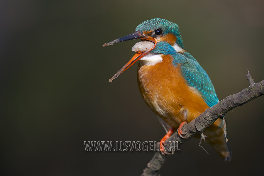 Common Kingfisher (Alcedo atthis)