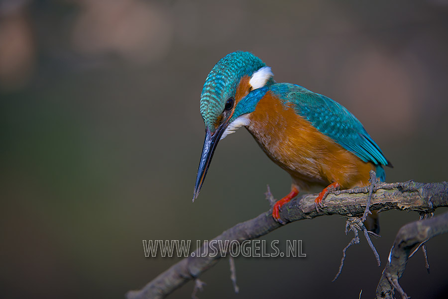 Common Kingfisher (Alcedo atthis)