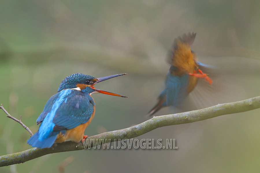 IJsvogel