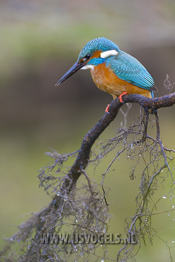 Common Kingfisher (Alcedo atthis)