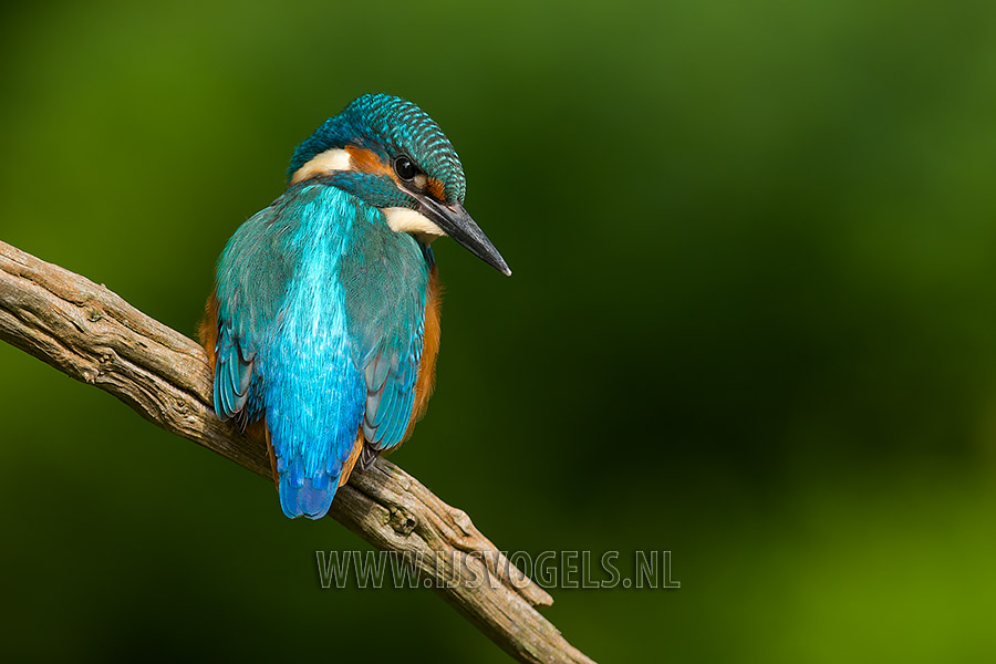 Jonge ijsvogel