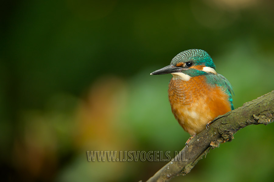 Jonge ijsvogel