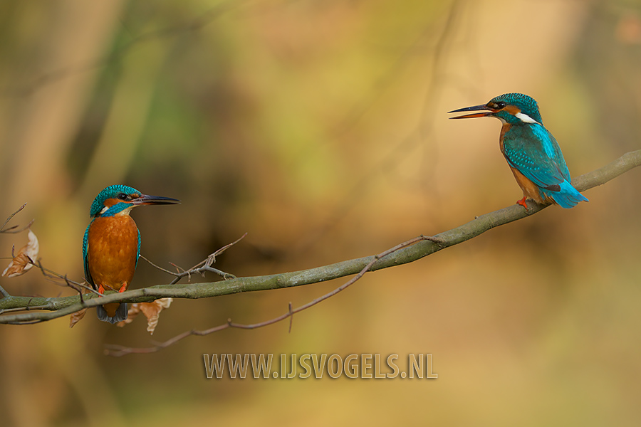 Een koppel ijsvogels heeft elkaar gevonden en gaan nu samen beginnen aan hun belangrijkste taak, zorgen voor nageslacht.