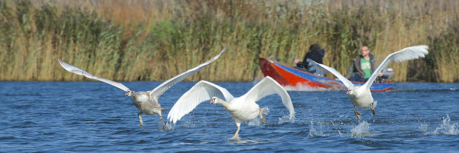 Opvliegende zwanen in de Biesbosch