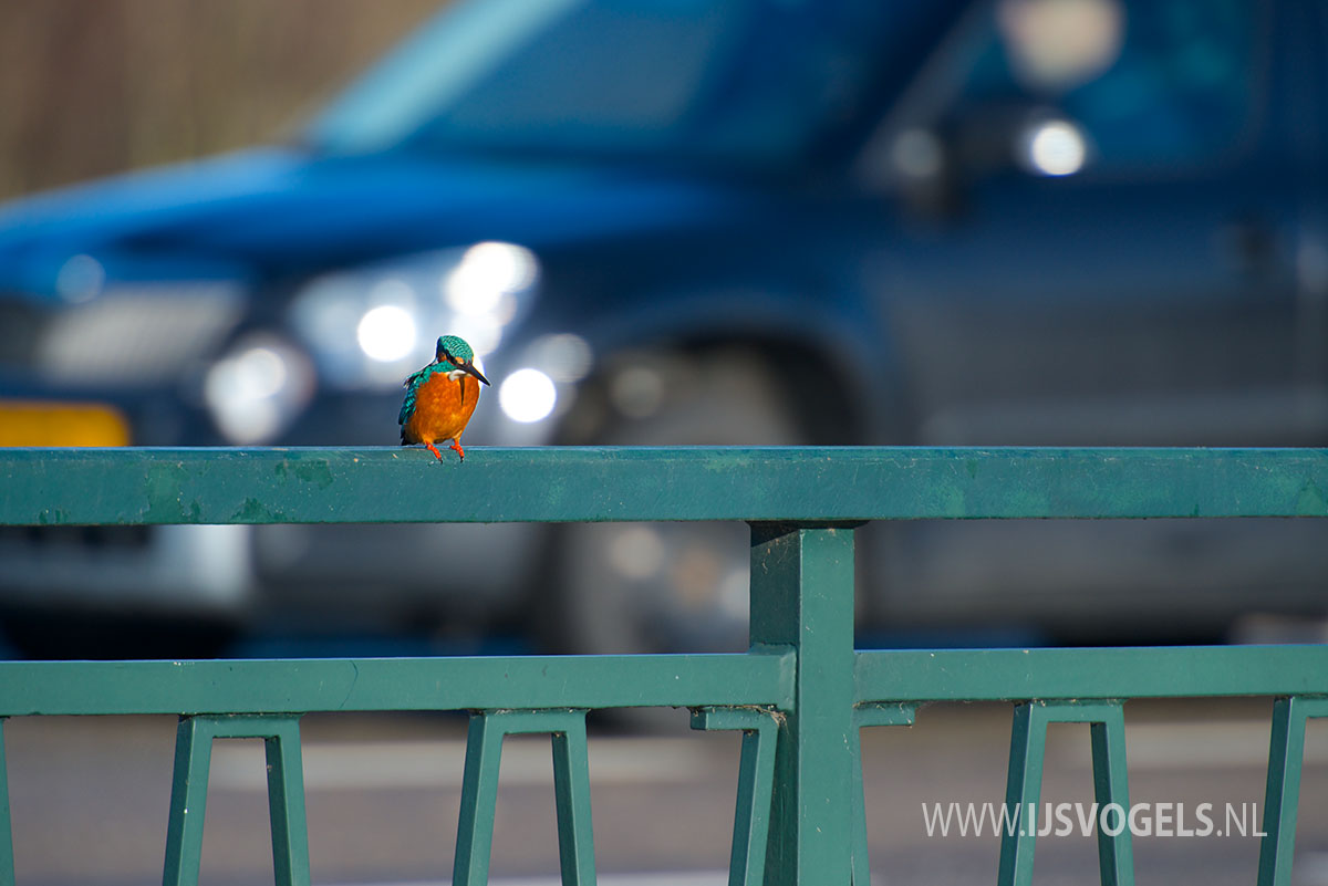 IJsvogels.nl_ALC0606