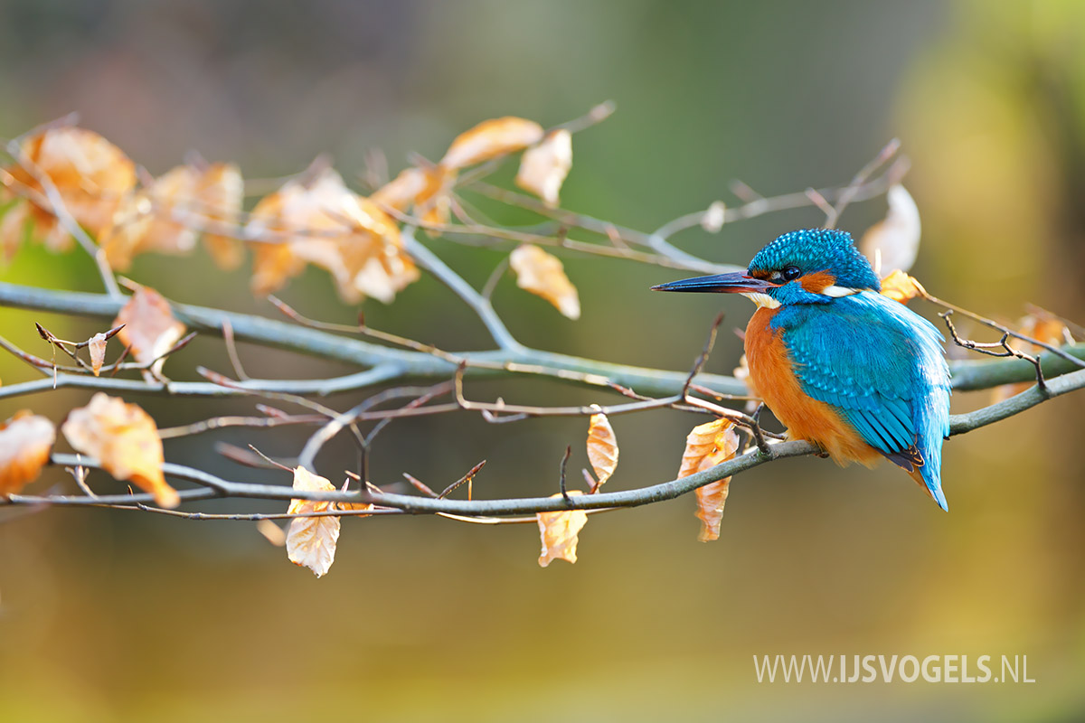 IJsvogels.nl_ALC1007