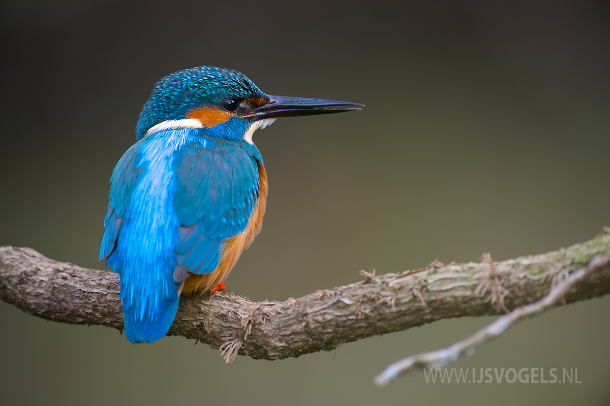 IJsvogels.nl_ALC1141.jpg