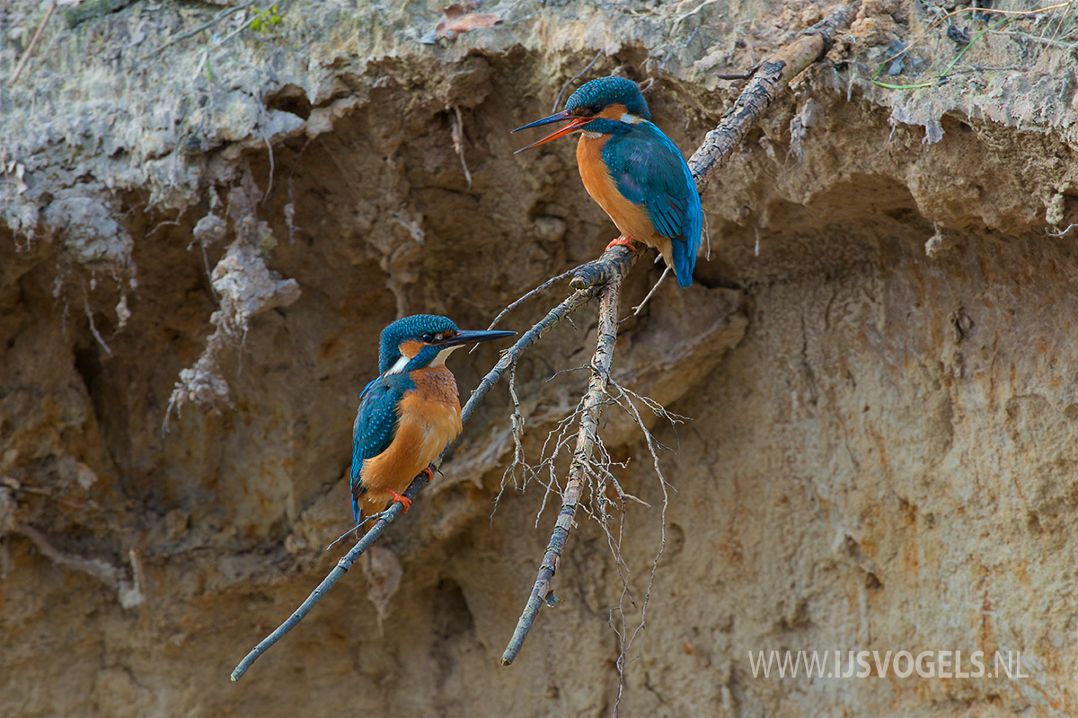 IJsvogels.nl_ALC2068.jpg