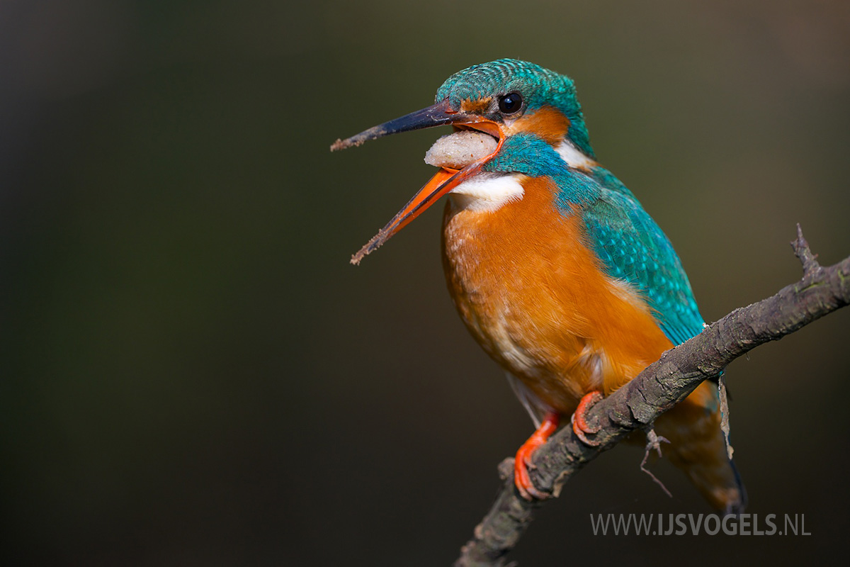 IJsvogels.nl_ALC2329