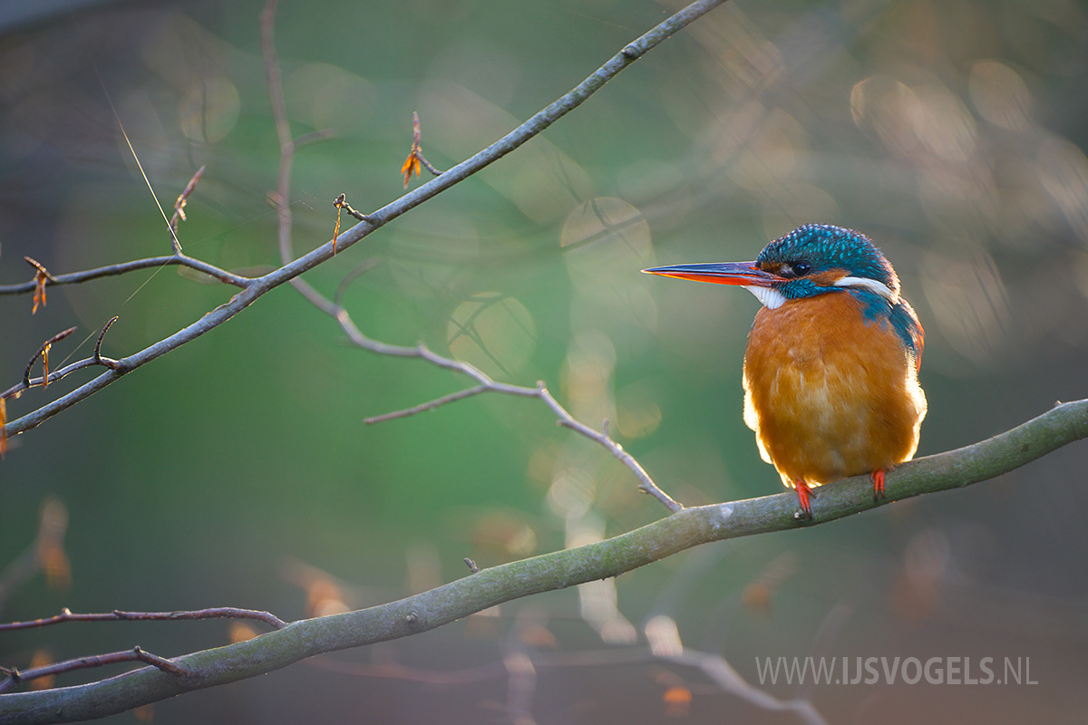 IJsvogels.nl_ALC3217.jpg