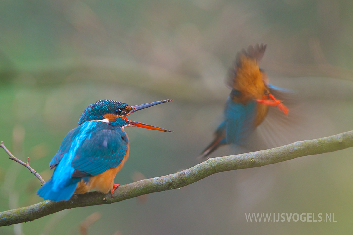 IJsvogels.nl_ALC3407.jpg