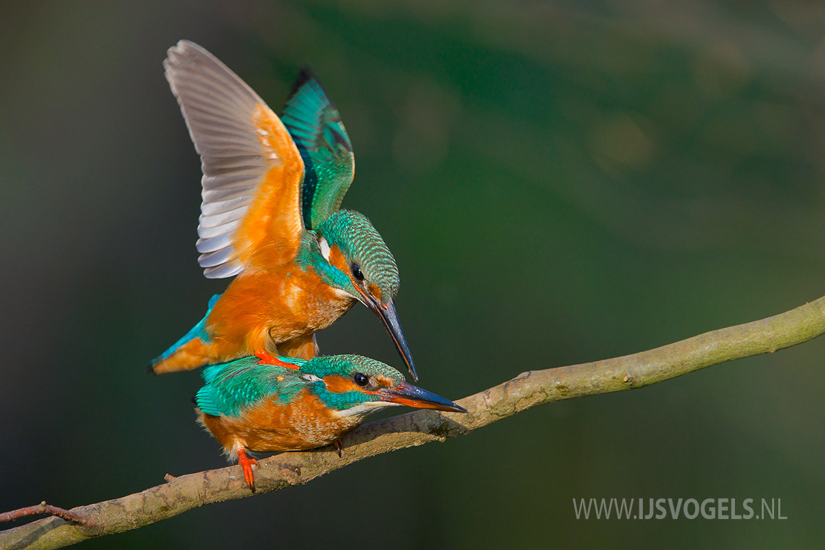 IJsvogels.nl_ALC3708.jpg