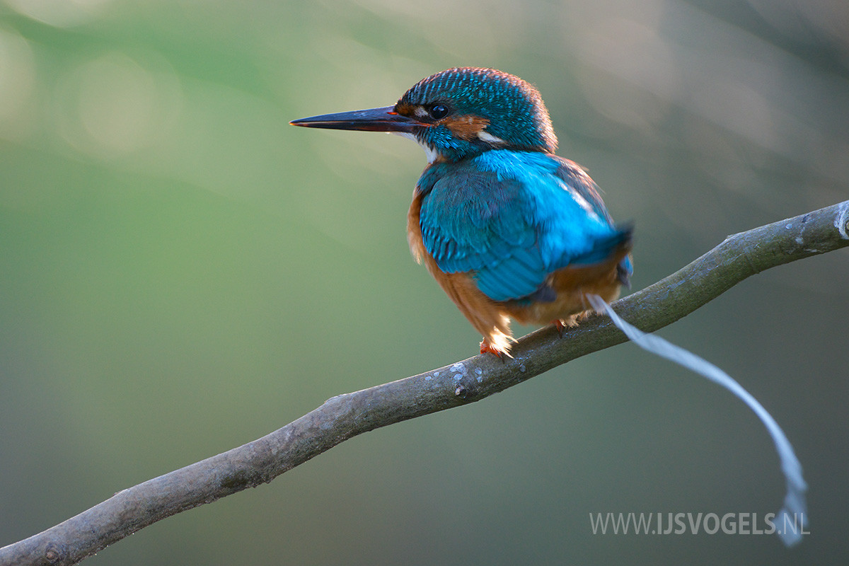 IJsvogels.nl_ALC3873