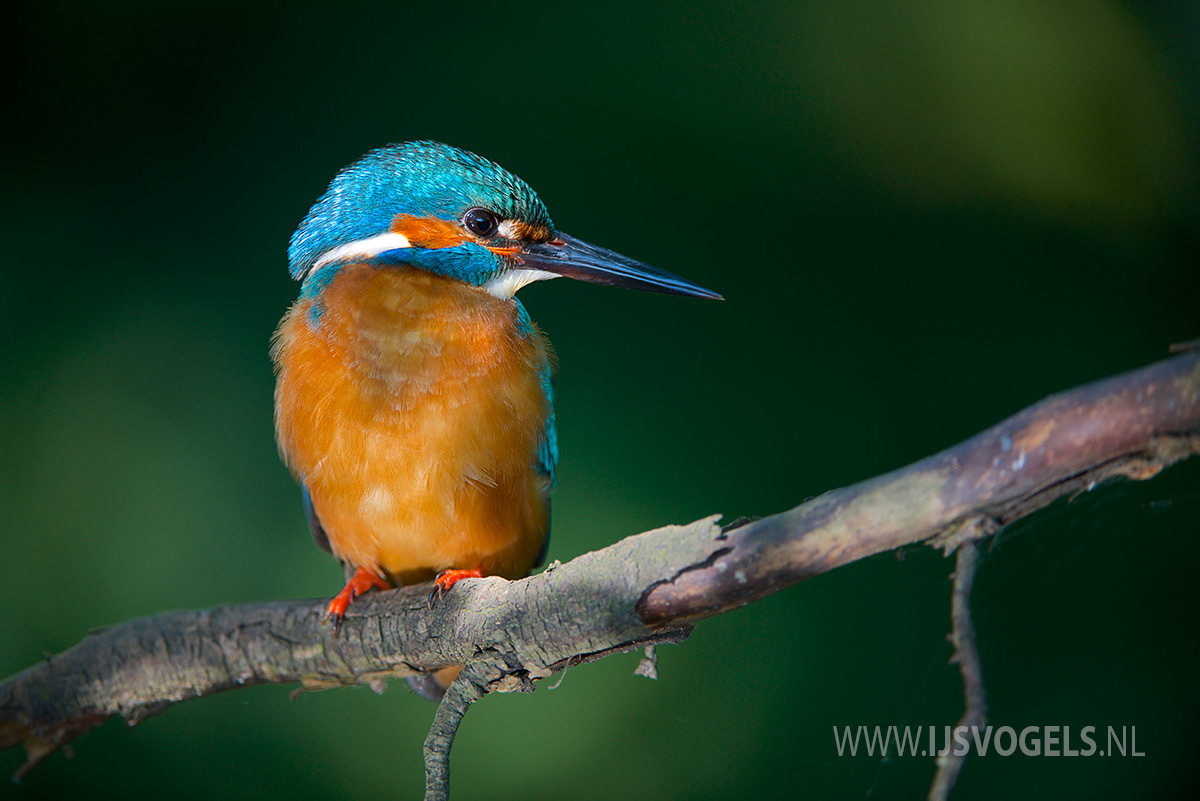 IJsvogels.nl_ALC6786.jpg