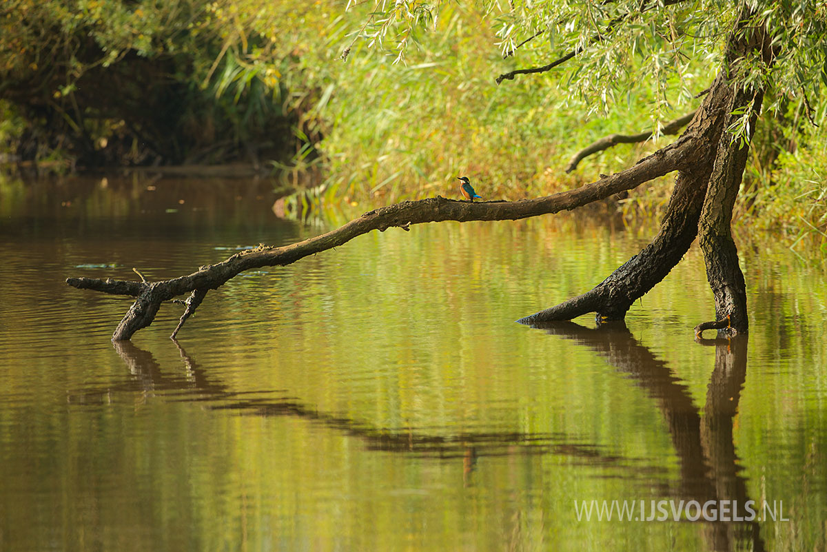 IJsvogels.nl_ALC7319