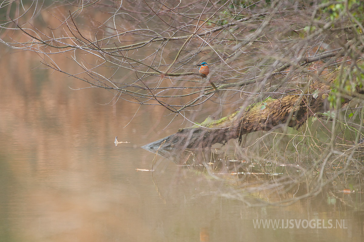 IJsvogels.nl_ALC9779