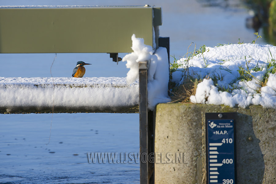 Een ijsvogel op een besneeuwd sluisje.